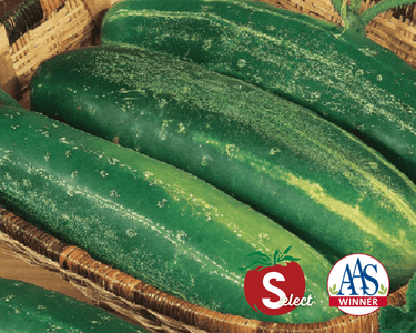 Straight Eight Cucumber Seeds